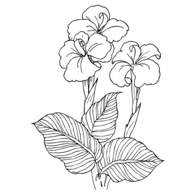 Digi Stamp - Canna Lily