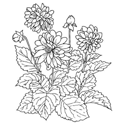 Digi Stamp - Chrysanthemum