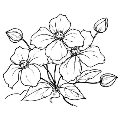 Digi Stamp - Clematis