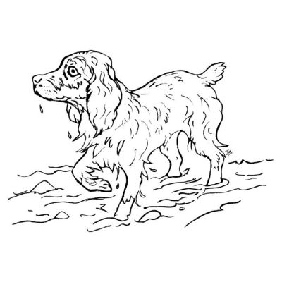 Digi Stamp - Cocker Spaniel