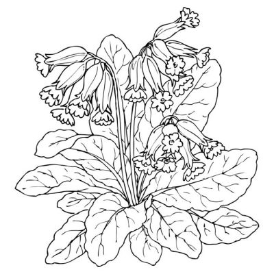 Digi Stamp - Cowslip