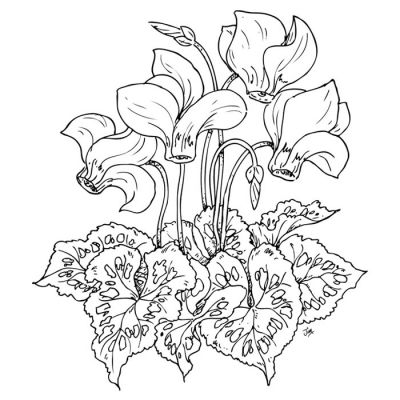 Digi Stamp - Cyclamen