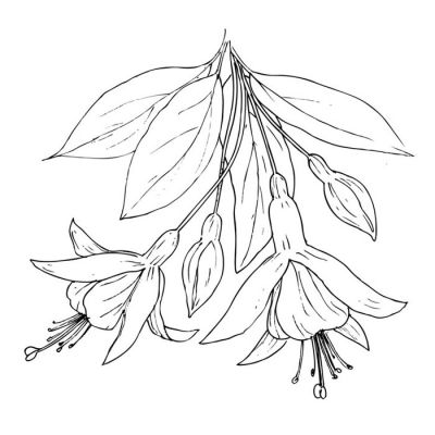 Digi Stamp - Fuchsia