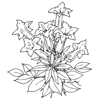 Digi Stamp - Gentian