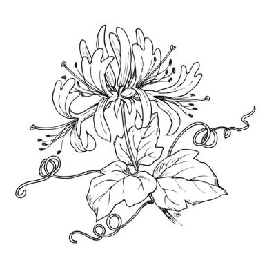 Digi Stamp - Honeysuckle
