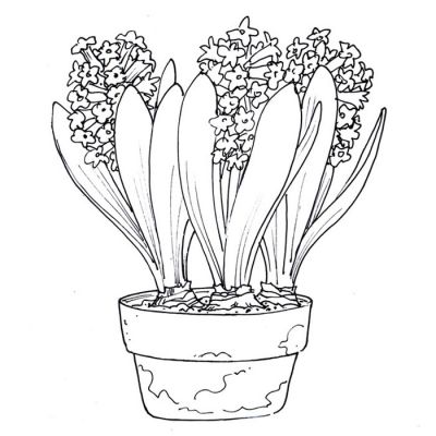 Digi Stamp - Hyacinth