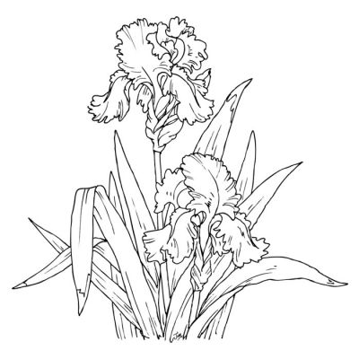 Digi Stamp - Iris In Bloom
