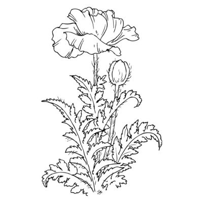 Digi Stamp - Meadow Poppy