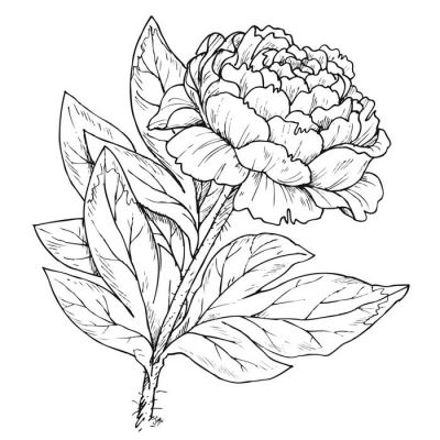 Digi Stamp - Peony Bloom