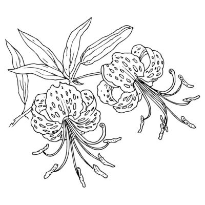 Digi Stamp - Tiger Lily Blooms
