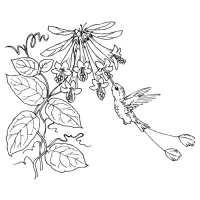 Digi Stamp - Trumpet Honeysuckle