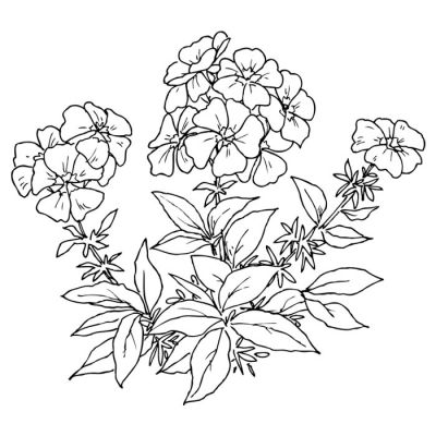 Digi Stamp - Wallflower