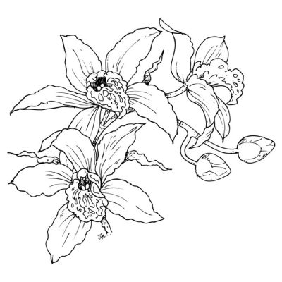 Digi Stamp - Wild Orchid